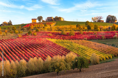 Obraz na płótnie Vineyards and autumn landscape, rolling hills and fall colors w salonie