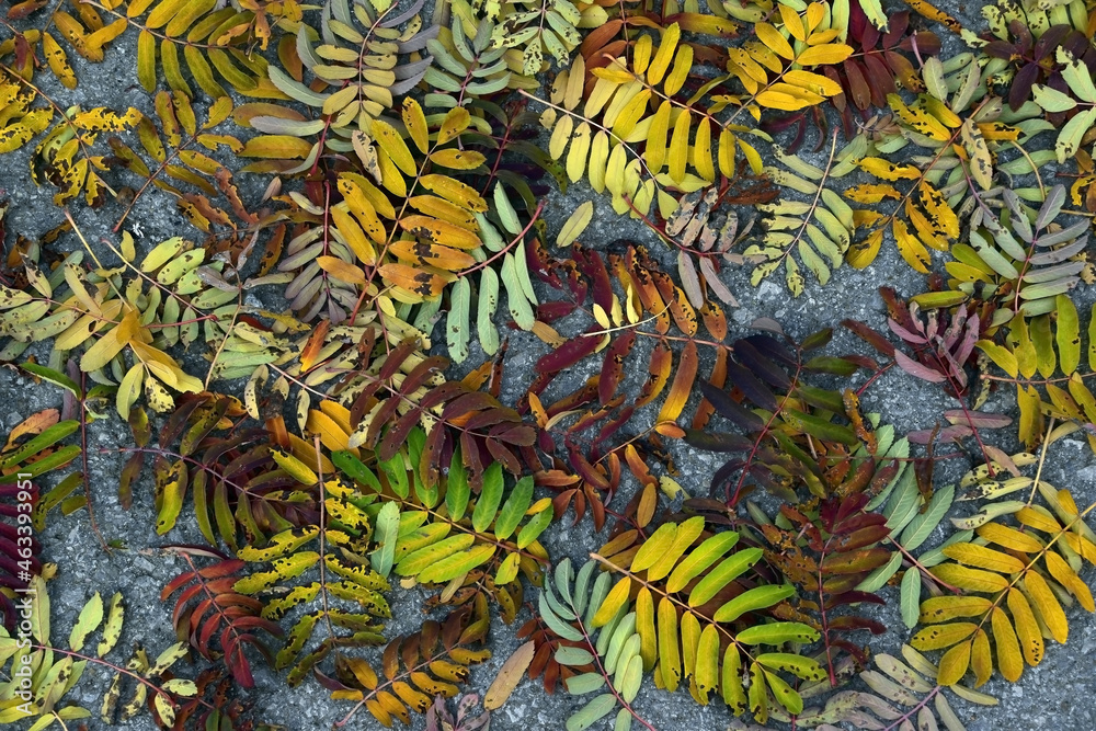 Autumn color range of fallen mountain ash leaves: green-yellow-burgundy