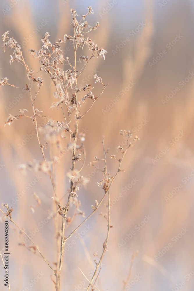 A selective focus shot plants against a blurry background, background for a holiday card A selective focus shot plants against a blurry background, background for a holiday card