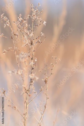 A selective focus shot plants against a blurry background, background for a holiday card © YuYuPHOTO