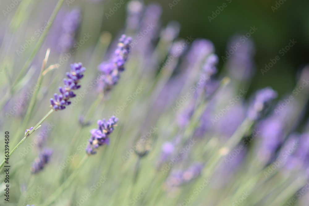 Obraz premium A selective focus shot plants against a blurry background, background for a holiday card