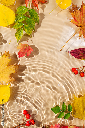 Water ripple with autnm leaves. Trendy  background with Copy space. photo