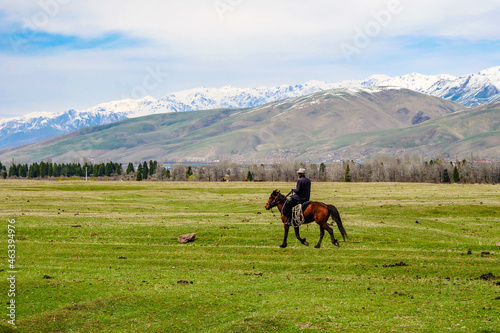 Horses graze on the spring meadow Grassland scenery