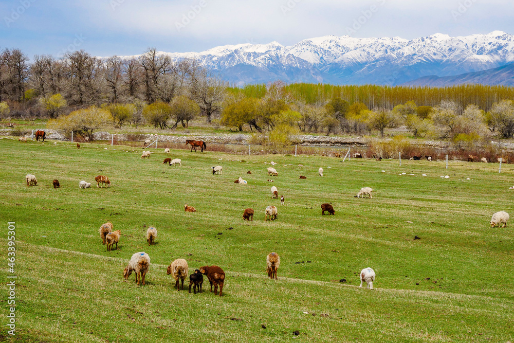 Fototapeta premium Green snow mountain grassland in spring, Cattle and sheep grazing