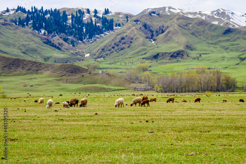 Green snow mountain grassland in spring, Cattle and sheep grazing