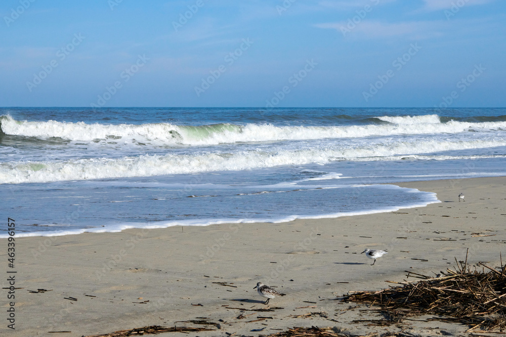 Sandpipers walk the beach in Nags Head, North Carolina, as the waves crash ashore.