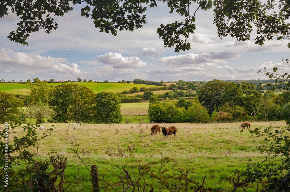 Obraz premium sheep grazing in a field