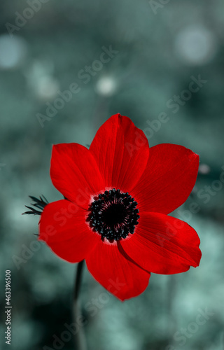 red poppy in the garden photo