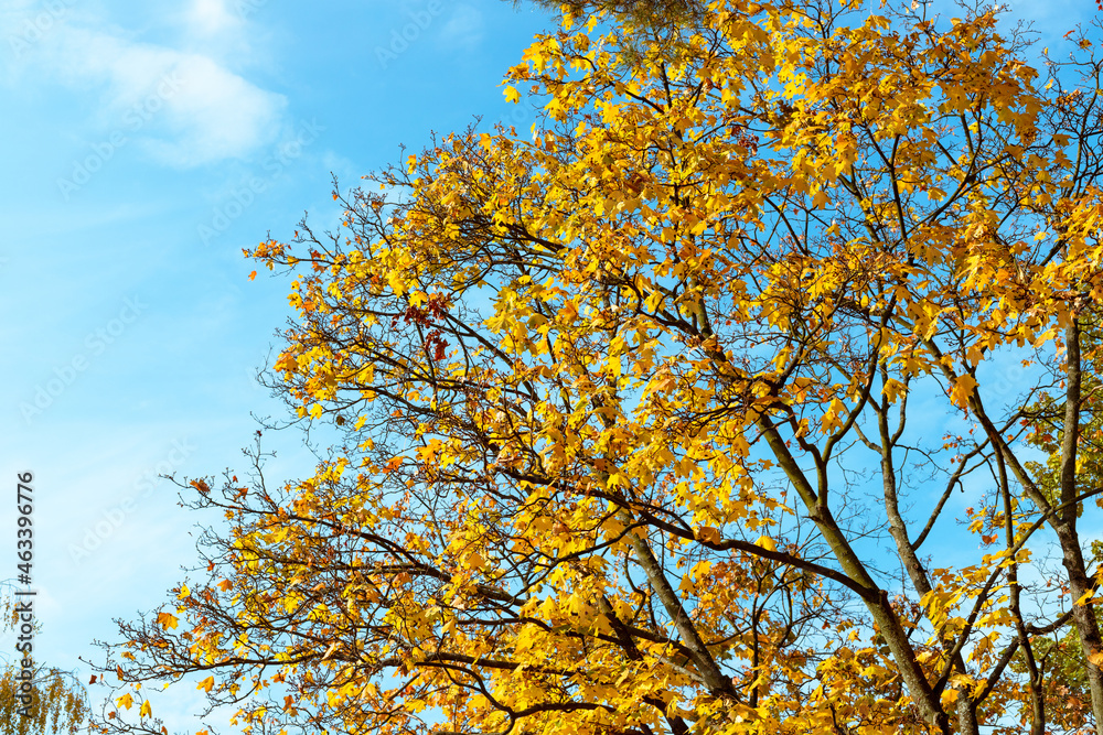 Maple with yellow autumn leaves against the blue sky Maple with yellow autumn leaves against the blue sky
