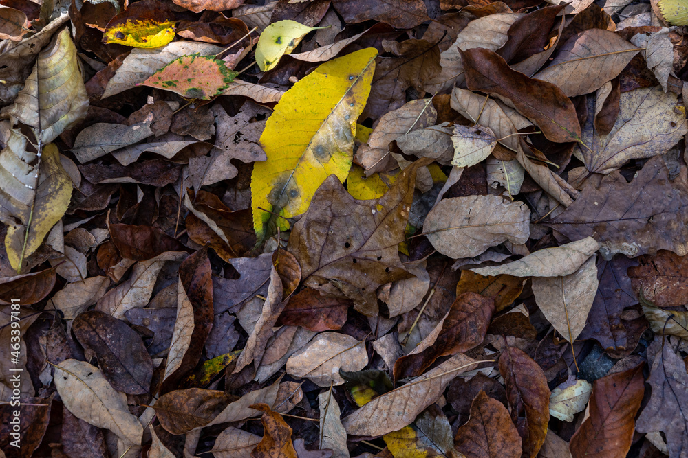 autumn leaves on the ground