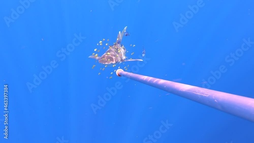 Shark wounded by plastic fishing net swims in search of tuna fish against blue background of underwater ocean abyss, surrounded by school of fish. Plastic pollution. Slow motion video in ocean. photo