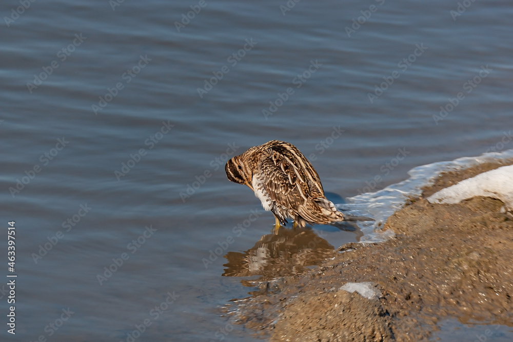 Great Snipe (Gallinago media) feeding in the lake Great Snipe (Gallinago media) feeding in the lake