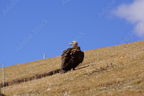 東チベット・色達の鳥葬　ハゲワシ photo