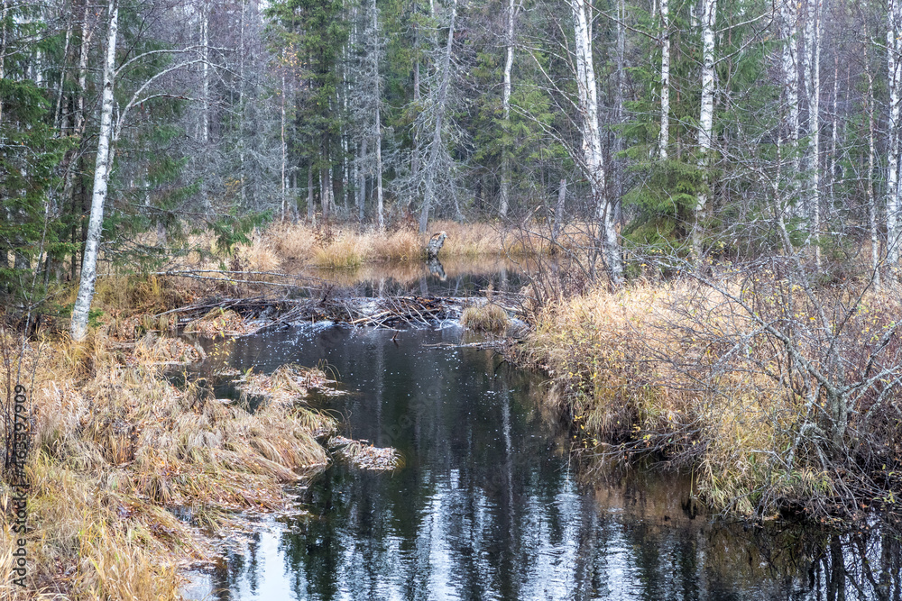 Taiga. River. Autumn. Reflection of trees in the river. Northern river. Northern nature. Taiga. River. Autumn. Reflection of trees in the river. Northern river. Northern nature.