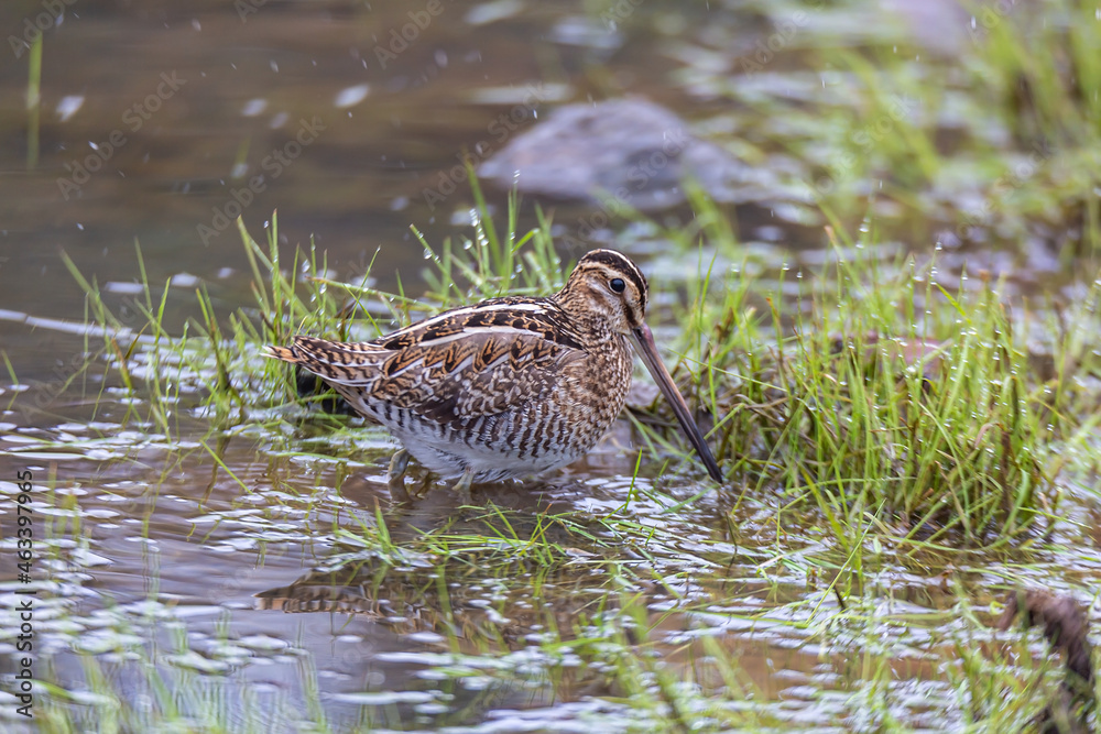 Great Snipe (Gallinago media) feeding in the lake Great Snipe (Gallinago media) feeding in the lake
