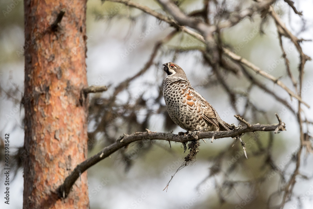 Grouse, hazel grouse, fritillaria, hazel-hen. Bird of the northern forest. Hunting. Hunting bird. Game. Grouse, hazel grouse, fritillaria, hazel-hen. Bird of the northern forest. Hunting. Hunting bird. Game.