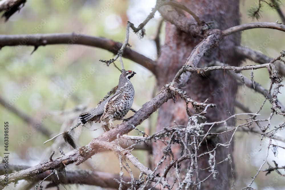 Grouse, hazel grouse, fritillaria, hazel-hen. Bird of the northern forest. Hunting. Hunting bird. Game. Grouse, hazel grouse, fritillaria, hazel-hen. Bird of the northern forest. Hunting. Hunting bird. Game.