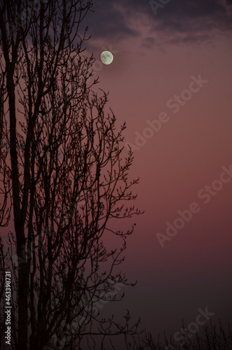 The beauty couple moon and tree with a nice sunset