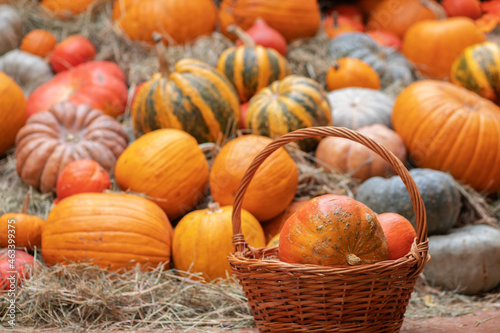 pumpkins festival Halloween  squash seasonal harvest of natural organic products  octoder holiday 