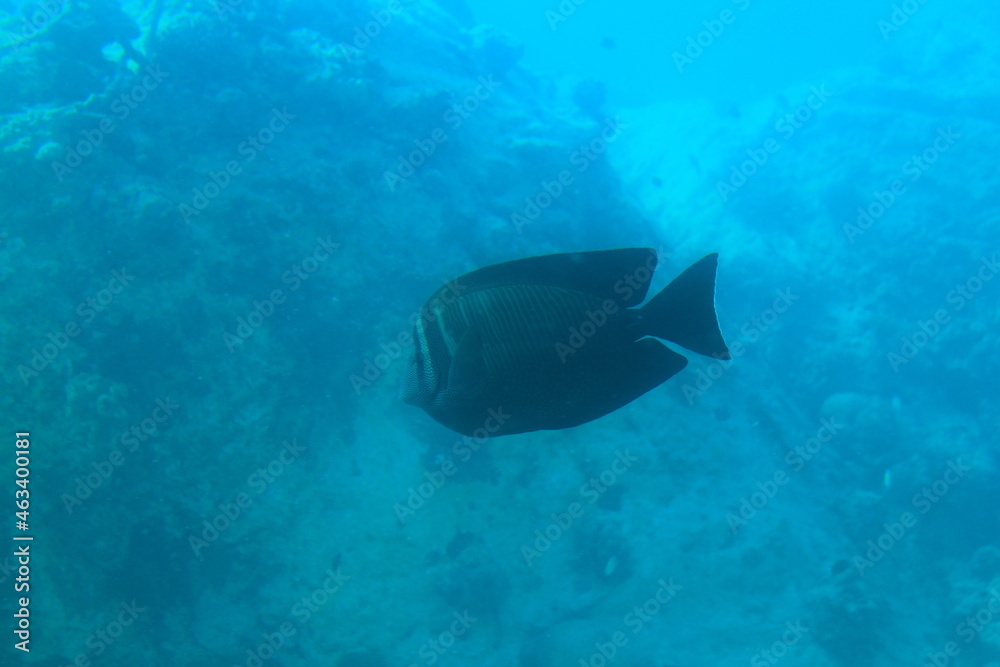 Fototapeta premium Fish in the sea