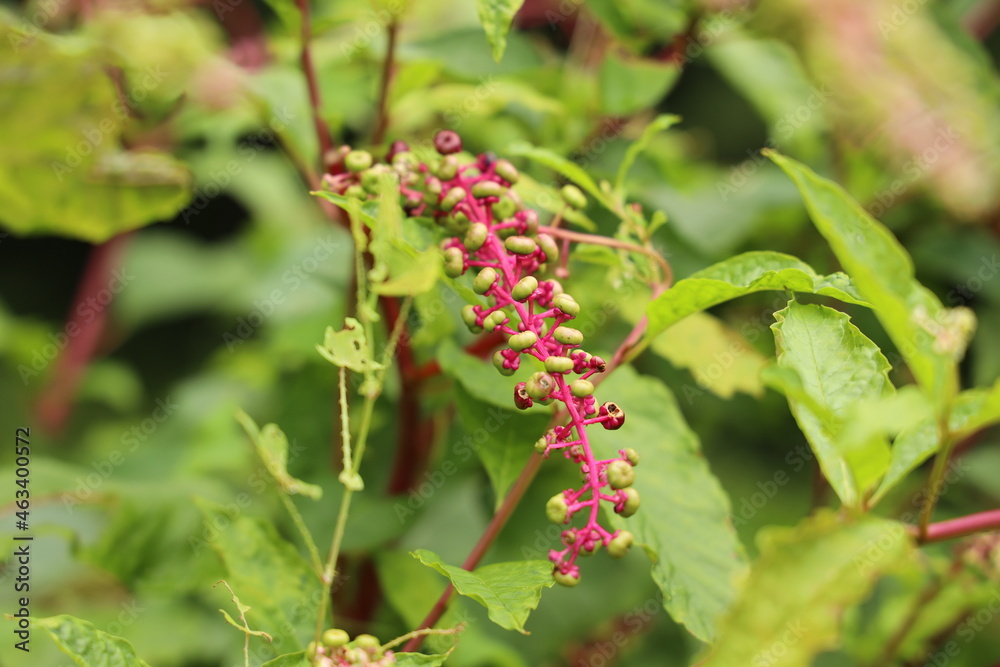 red bush red bush