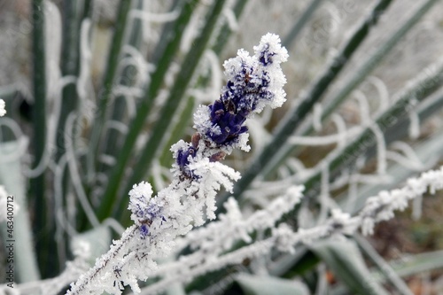 Gefrorener Lavendel