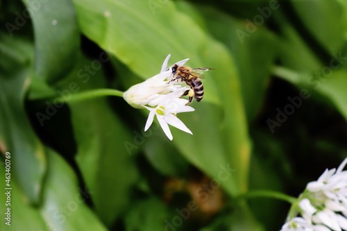Bärlauch mit Biene