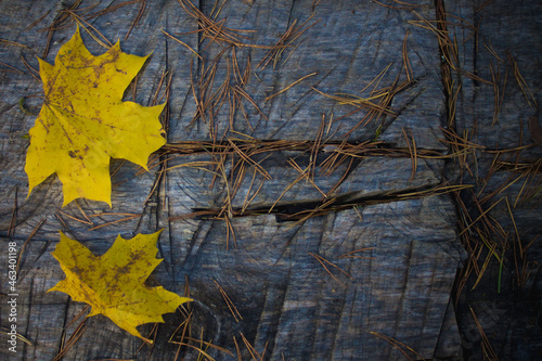 Wooden background with yellow autumn leaves