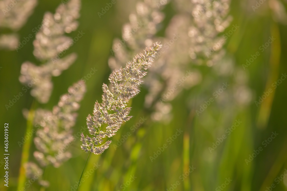 Field grass and flowers in backlight. Nature and floral botany Field grass and flowers in backlight. Nature and floral botany