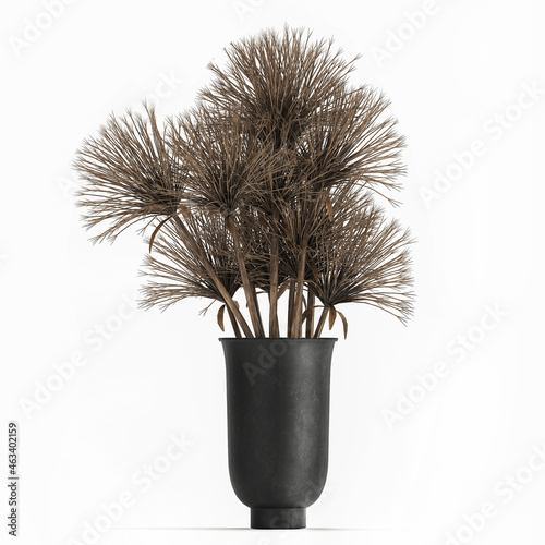 3d illustration decorative Bouquet of dried flowers Cyperus in a vase with Lunaria on a white background