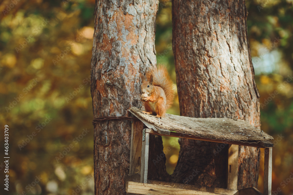 Beautiful squirrel sits with a nut