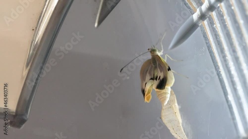 モンシロチョウの羽化part2　-Cabbage white butterfly-　（1.3倍速） photo