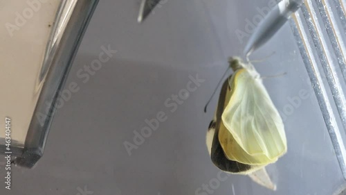 モンシロチョウの羽化part5　-Cabbage white butterfly-　（1.3倍速） photo