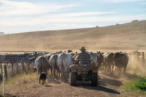 Close up of Stud Beef bulls, cows and calves grazing on grass in a field, in Australia. breeds of cattle include speckled park, murray grey, angus, brangus and wagyu on long pasture in spring and summ photo