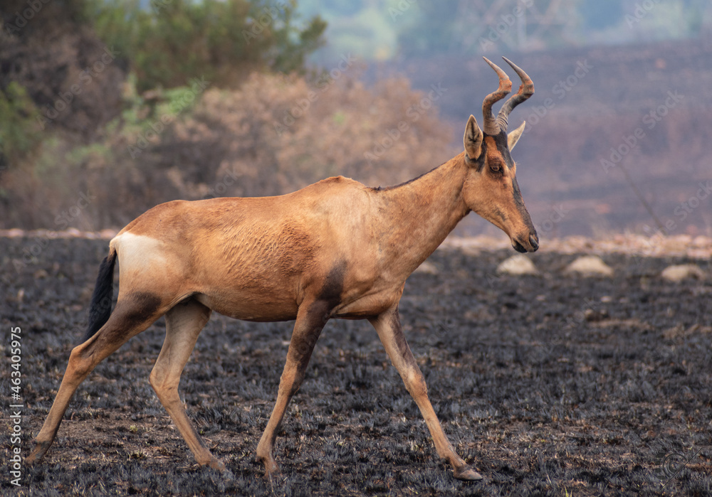 Obraz premium antelope in the wild