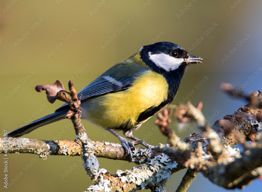 Fototapeta premium Titmouse (Latin Parus major). The dorsal side is yellowish-green, the ventral side is yellow with a wide black stripe along the chest and belly.