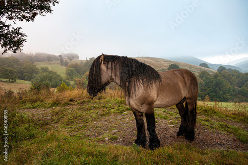Cheval de trait