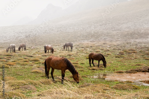 Horses grazing in a meadow against misty sky.Nature cancept