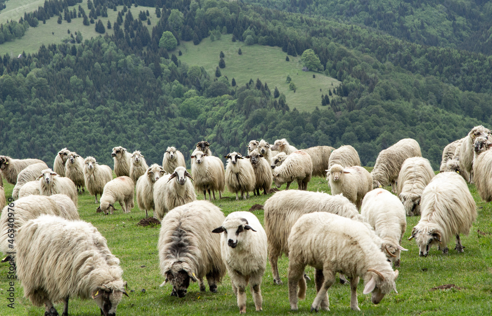 Obraz premium Flock of sheep in the mountains