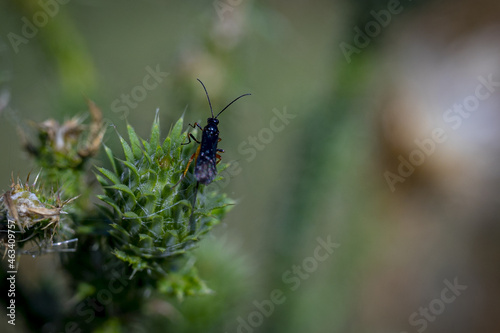 Closeup of a braconinae on a plant in a field with a blurry background photo