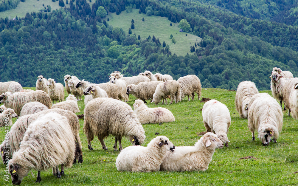 Flock of sheep in the mountains