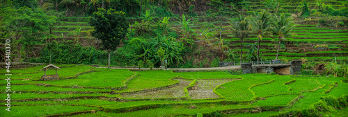 Rice field panorama Ciremai North side