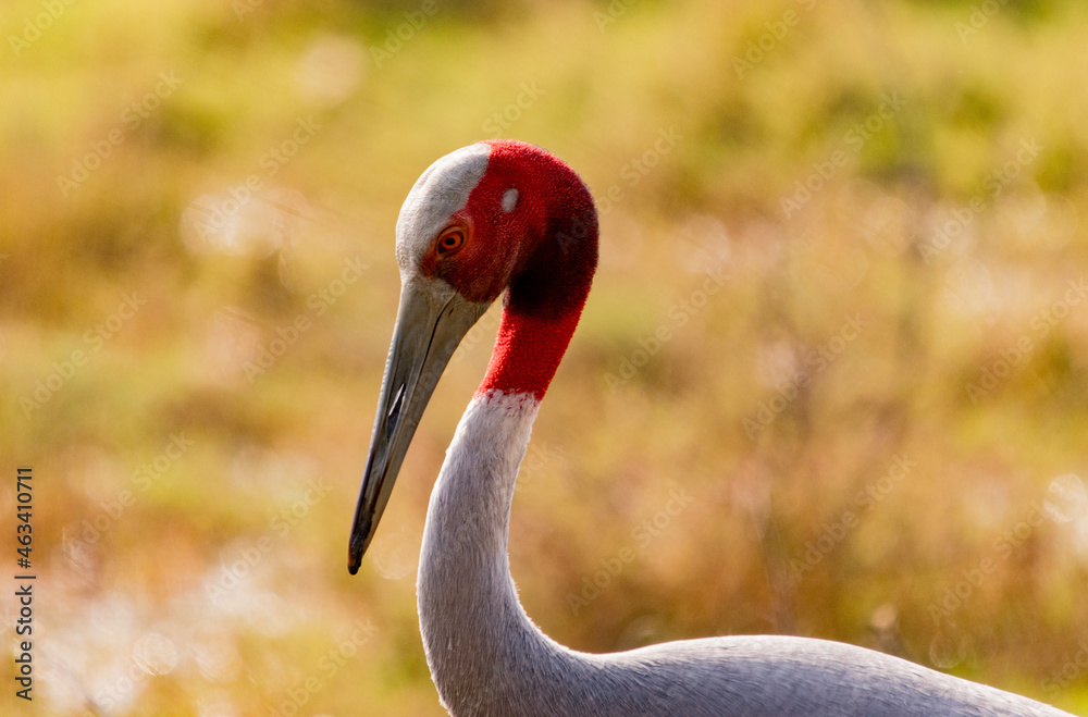 Obraz premium grey crowned crane