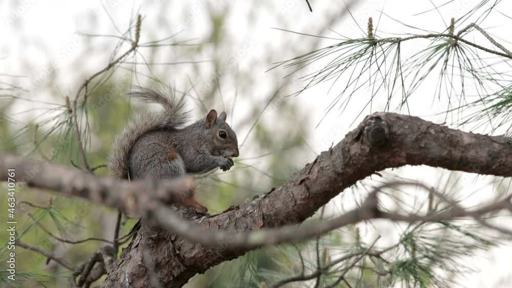 Grey Squirrel Grey Squirrel