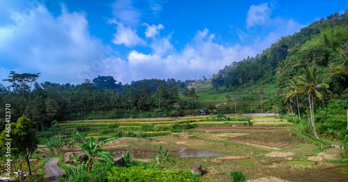 Desa Puncak rice field view
