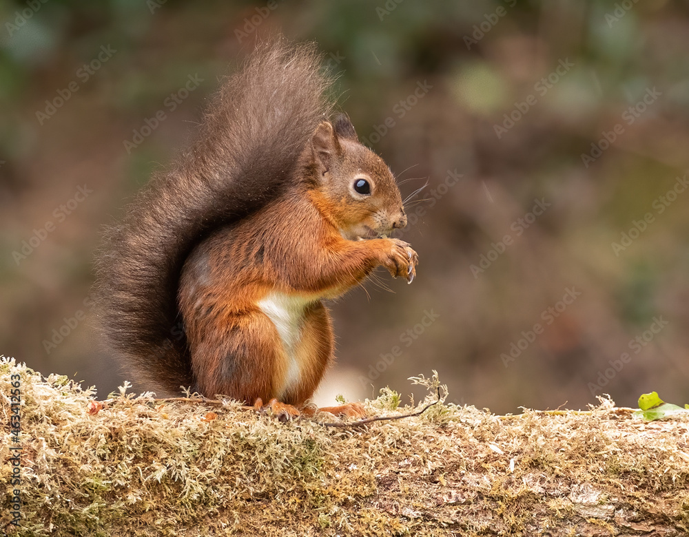 Red Squirrel - foraging for nuts in Autumn Red Squirrel - foraging for nuts in Autumn