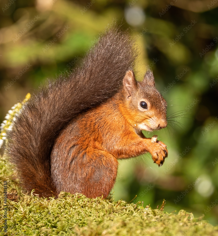 Red Squirrel - foraging for nuts in Autumn Red Squirrel - foraging for nuts in Autumn