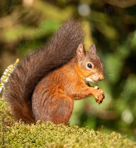 Red Squirrel - foraging for nuts in Autumn