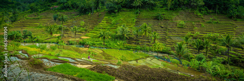 Selajambe rice field panorama