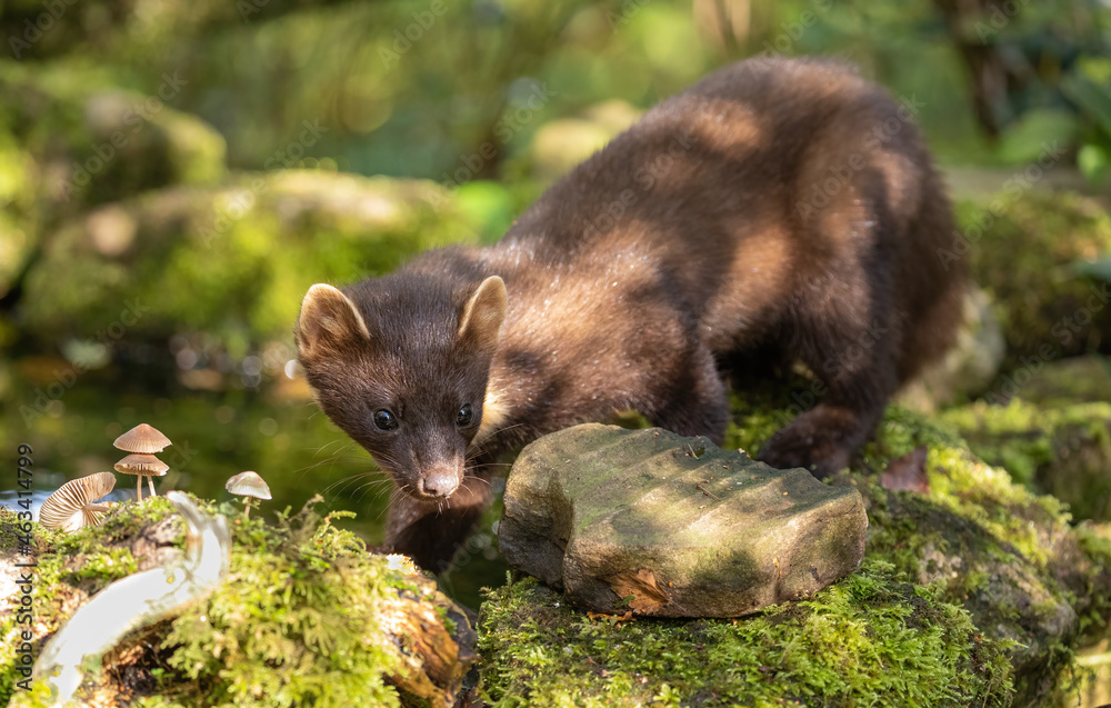 European Pine Marten - hunting in the woods European Pine Marten - hunting in the woods